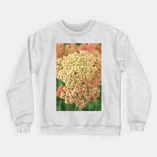 Achillea millefolium &#39;Salmon Beauty&#39; Crewneck Sweatshirt